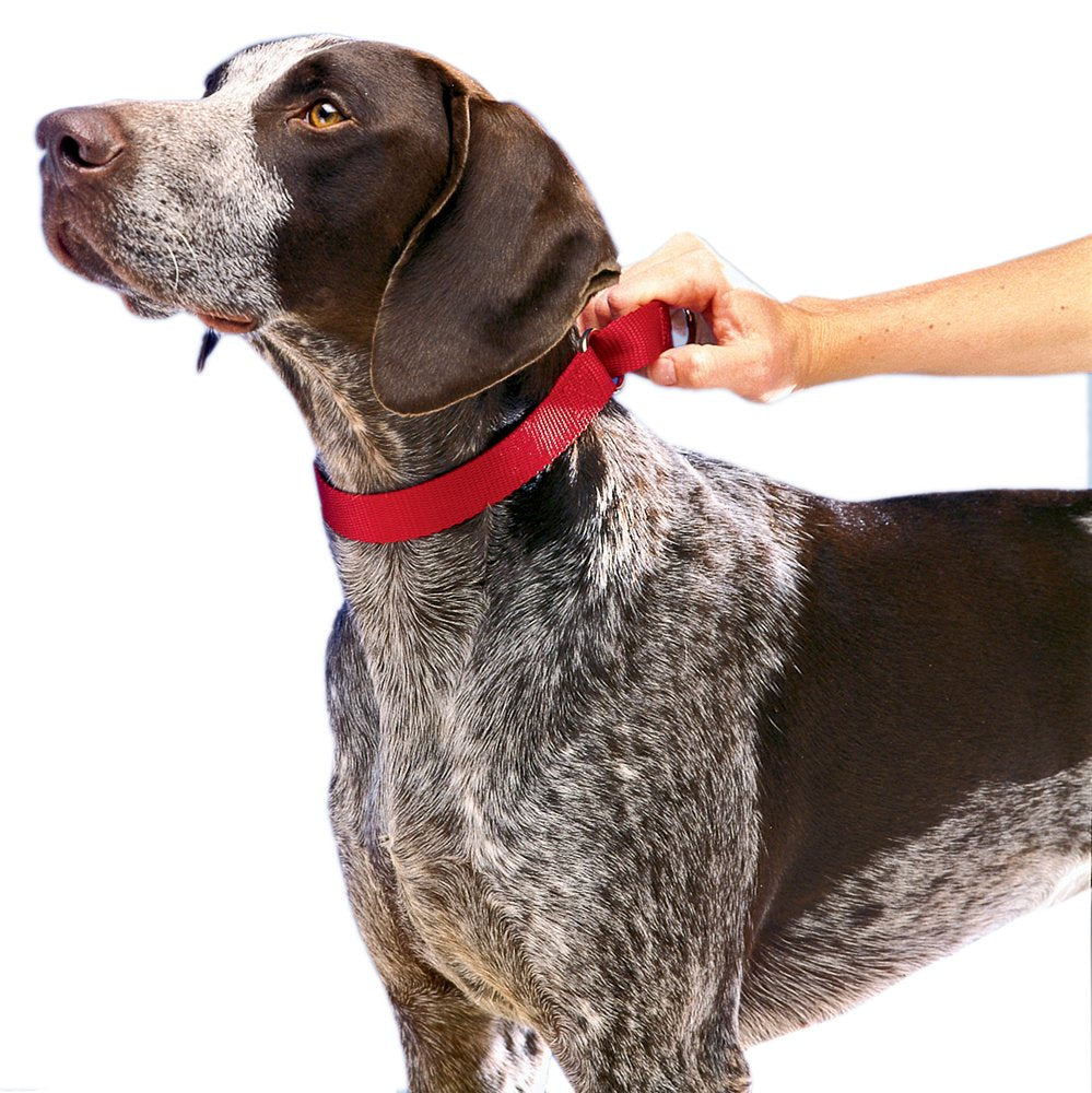 PetSafe Martingale Collar para perro, alternativa al collar de gargantilla, Rojo, LARGE (NYLON WIDTH 1")