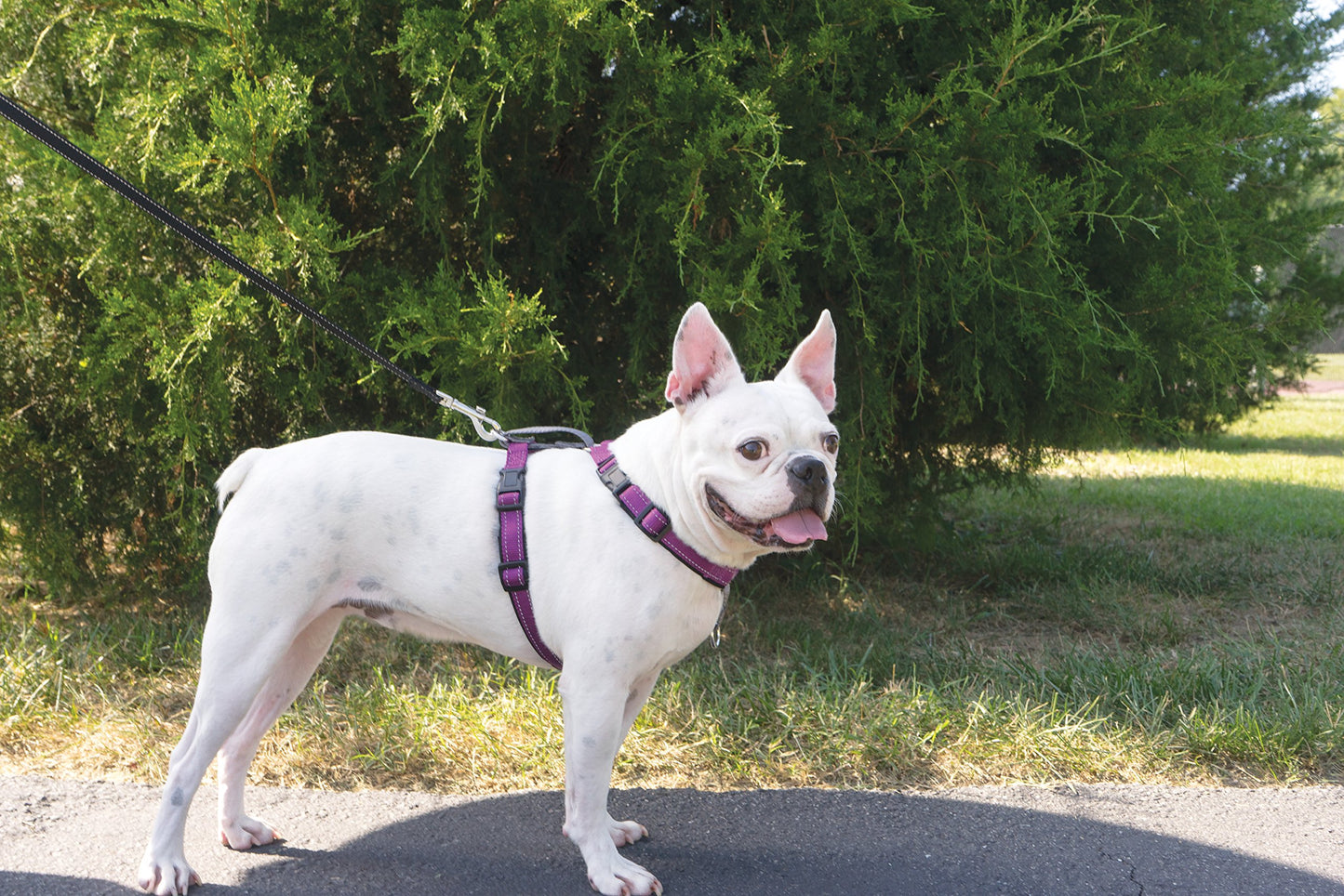 PetSafe Arnés para perro 3 en 1, solución sin tirones para perros, arnés reflectante para perro, clip frontal de anillo en D que ayuda a dejar de tirar, cómodas correas acolchadas, mango superior que mejora el control, ciruela, mediano