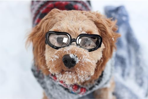 anteojos de sol para perros con protección UV de raza pequeña, para perros pequeños, resistentes al viento, antivaho, para perros pequeños, alrededor de 5 libras, transparentes