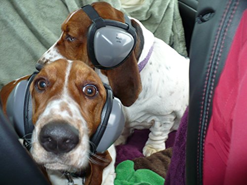 Mutt protección auditiva orejeras para perros